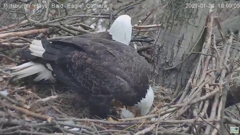 Hays Eagles Dad brings Mom another gift fish 2021 01 24 4:08 PM