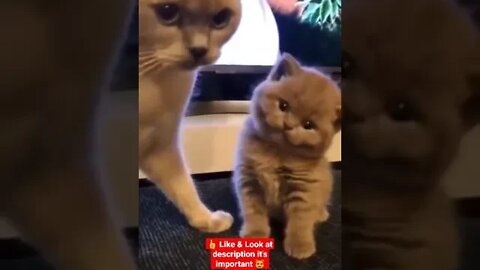 cute cat videos 😹 funny videos 😂 1140 😻 #shorts