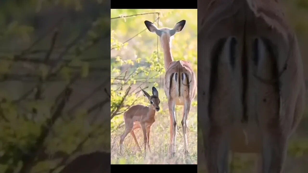 Impala lambs take first steps shortly after birth