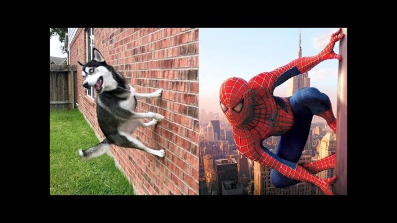 Try Not To Laugh or Grin While Watching Funny Animals Compilation#4