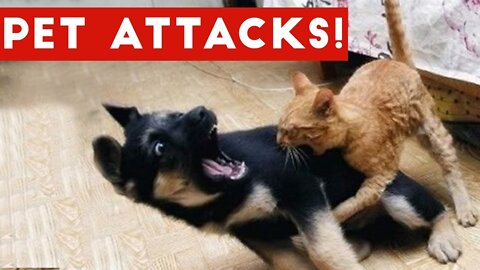 Funniest Animal Attacks Compilation