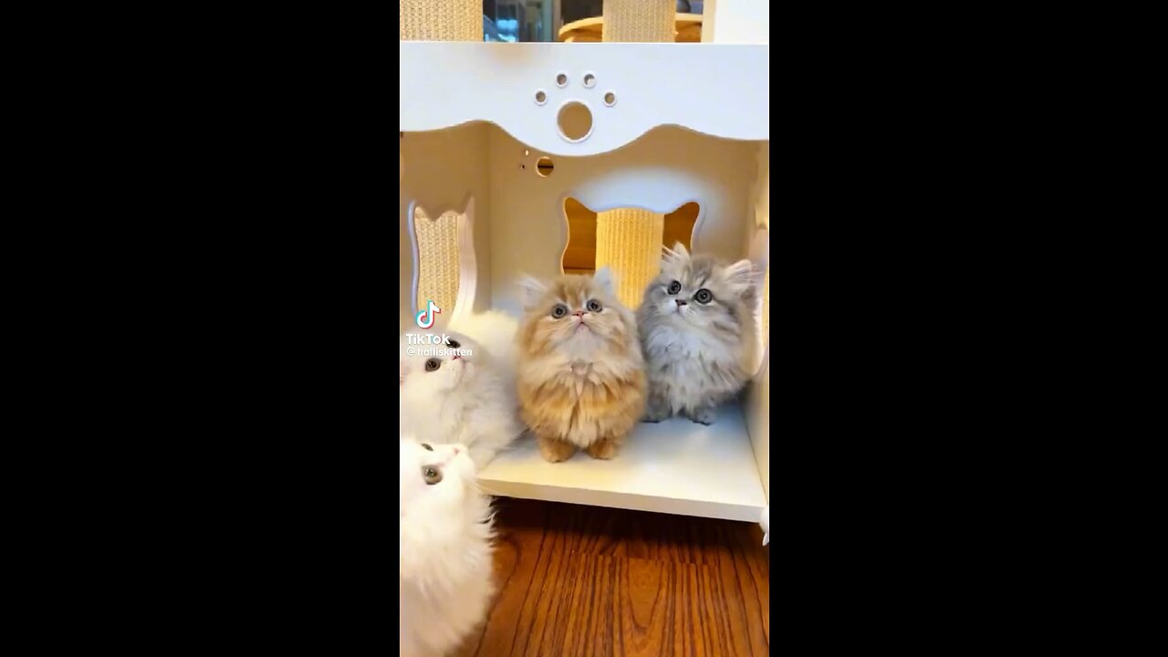 Cat family all the way 😍🥰😘