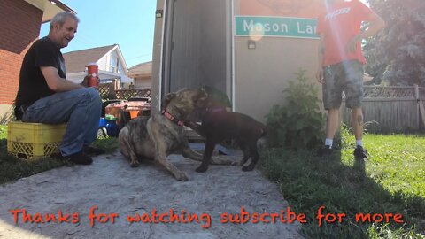 Phoenix vs Mad Max puppies play fighting