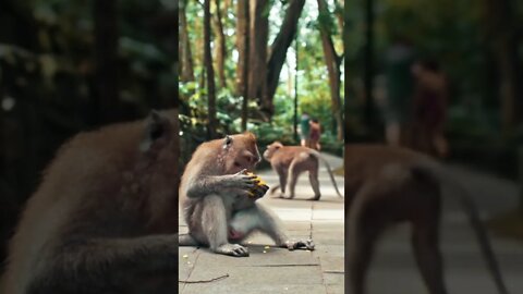 monkey business