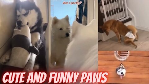 Funny Pets