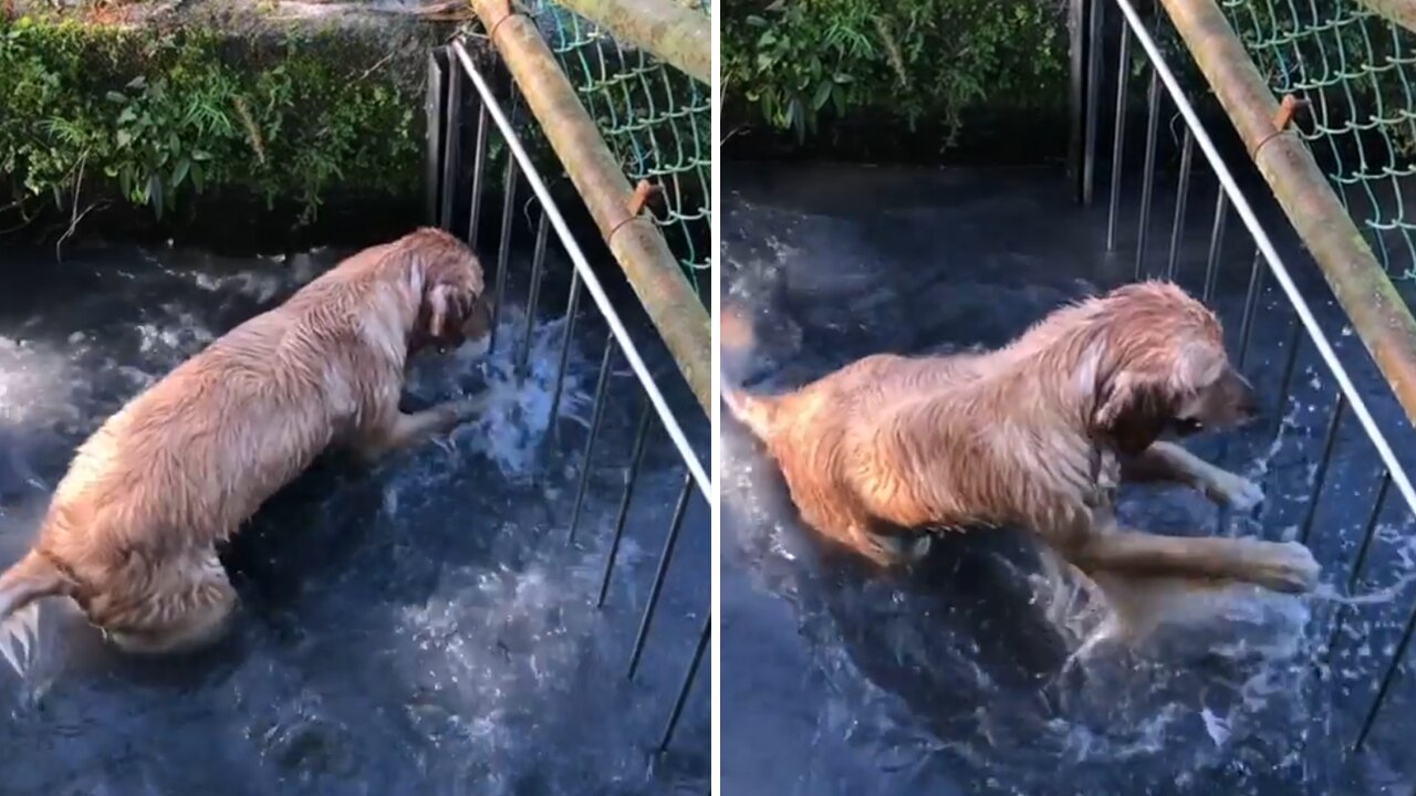 Golden Retriever tries to get through fence on his favorite creek