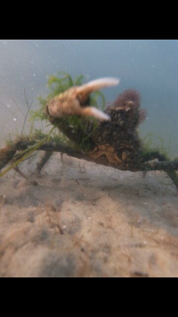 Right Hook McGee 🥊🦀