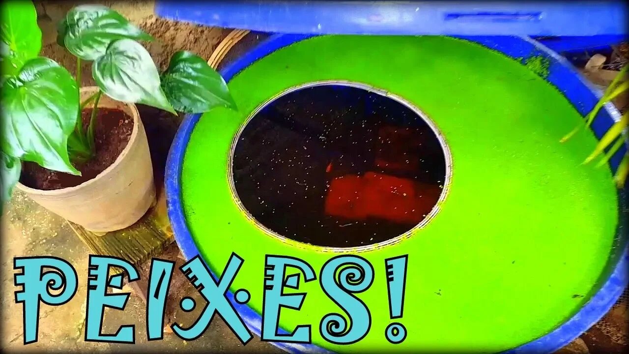 Terapia na quarentena: Cuidando de peixes!!. platy, guppy e oscar tigre!!