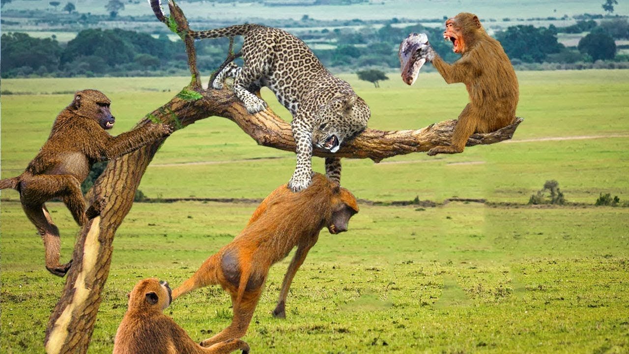 Leopard vs Baboon fight 🙉