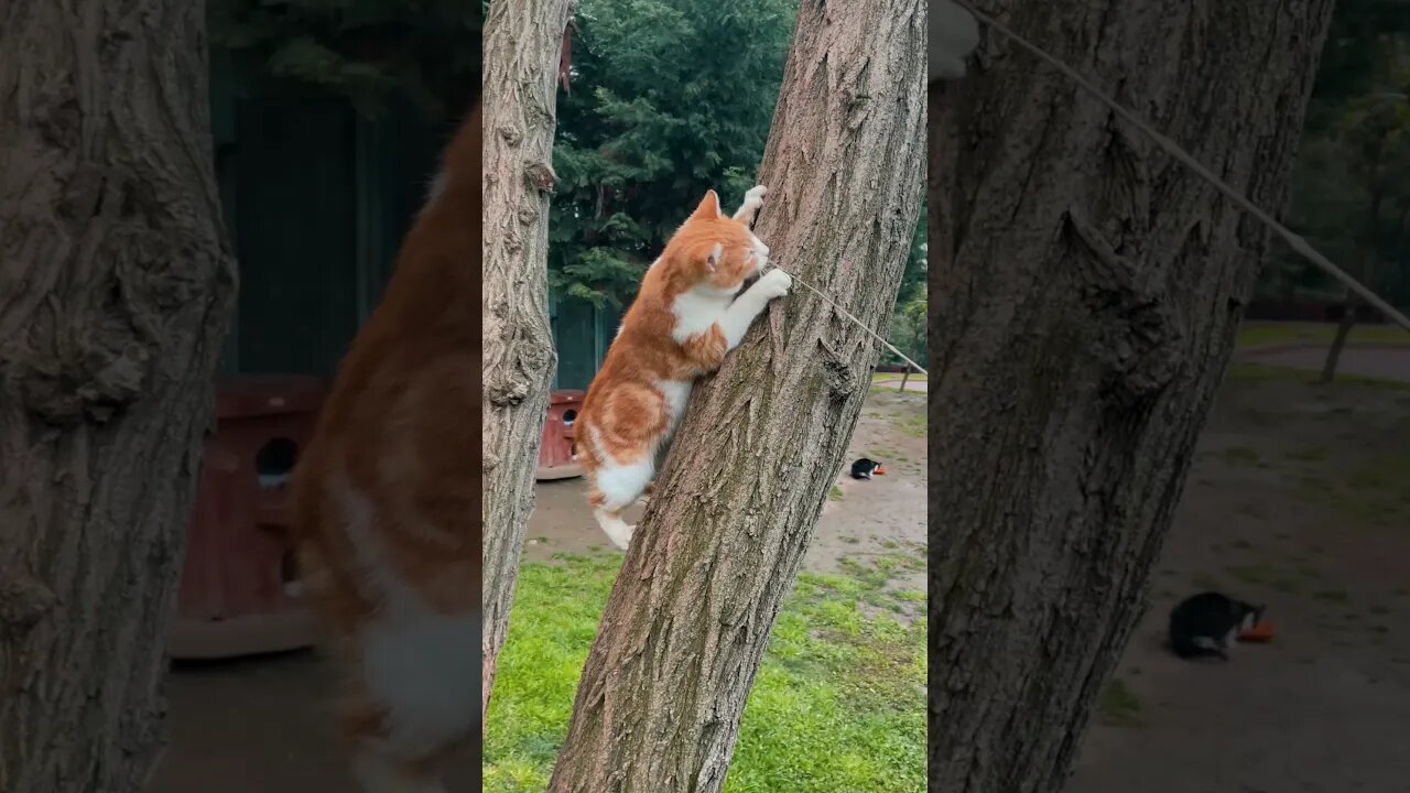 tiktok kucing comel dan lucu, Kucing bermain di batang pohon