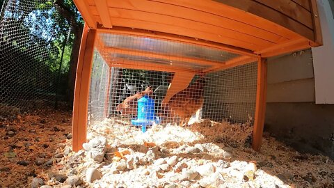 My Backyard Chickens - Episode 65