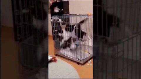 #prisonlife #dodoubleg #memedodoubleg