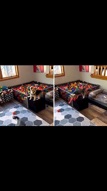 Joyful pups have an amazing time playing in a ball pit