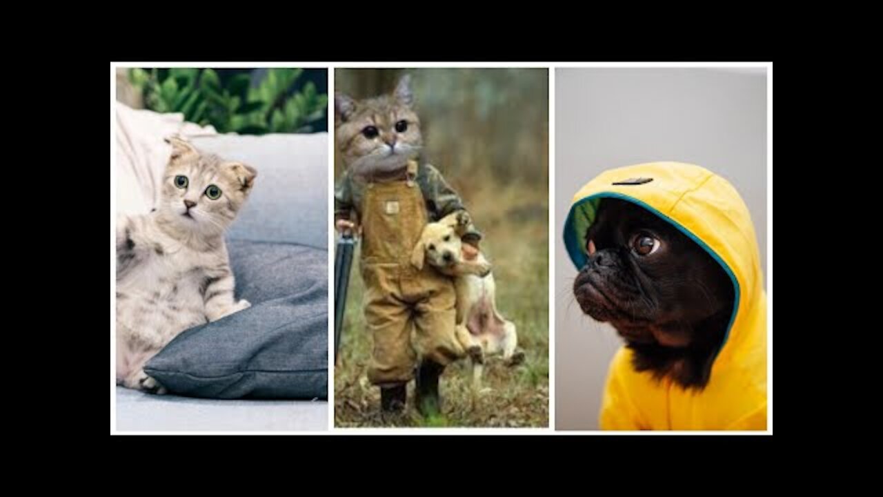 Funny and Cute Dog & Cat Video Compilation 2022.