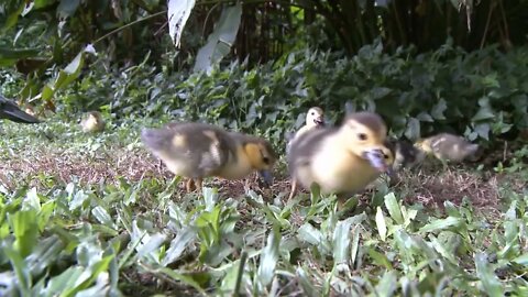 Ducklings Eating