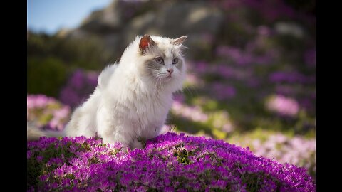 #funny Animal