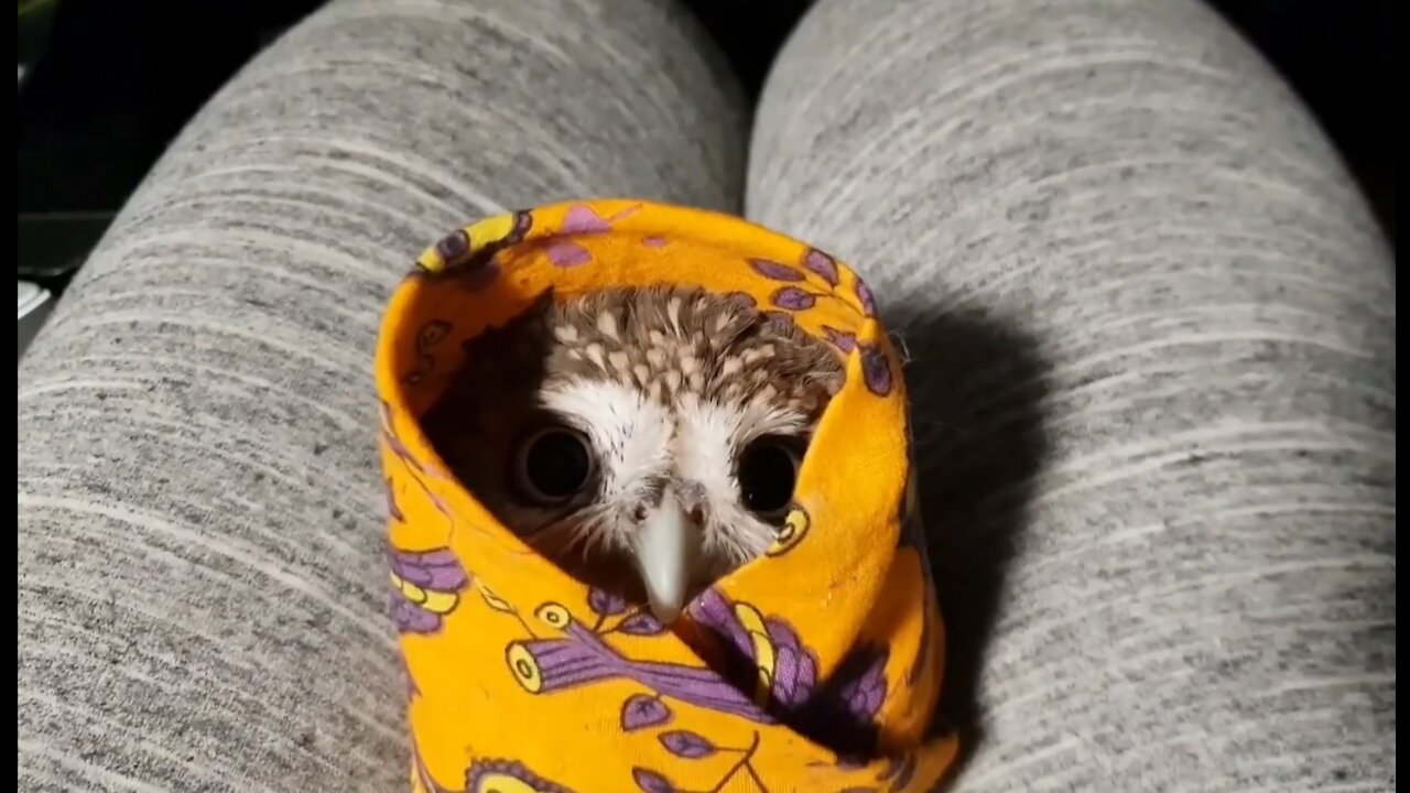 Sweet wild Owl....You must see her very cute