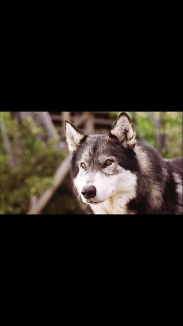 Boy keeps a wolf as a pet