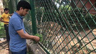 Animal feeding