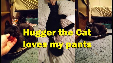 Hugger the Cat loves my pants