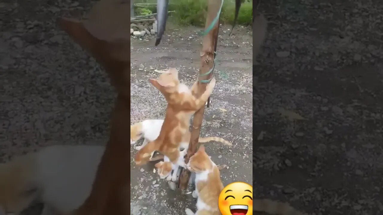 Kucing Panjat Pinang