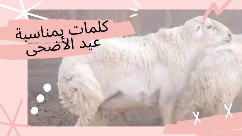 كلمات بمناسبة عيد الأضحى