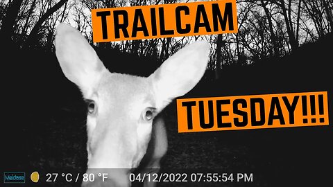 DEER, TURKEY, AND OWL Trailcam Footage