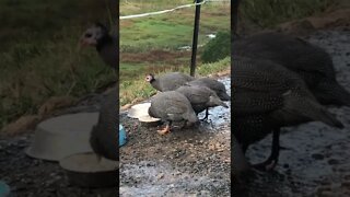 Guinea fowl keets eat fermented feed