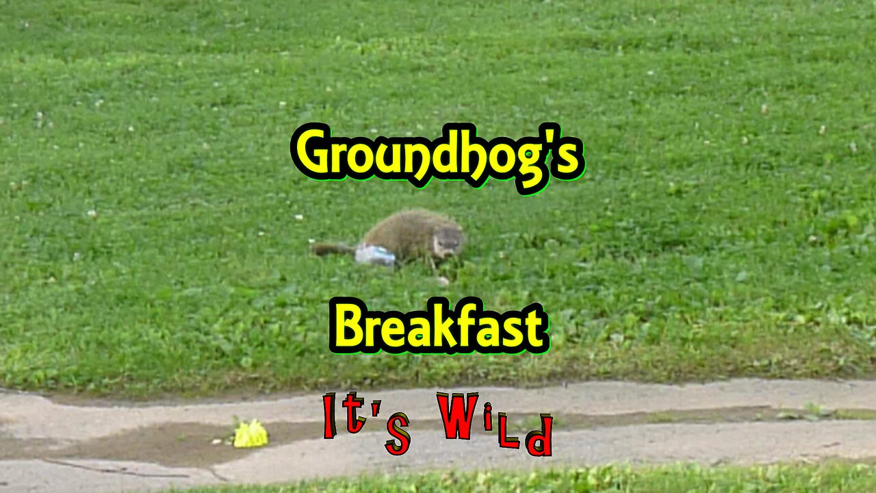 Groundhog's Breakfast