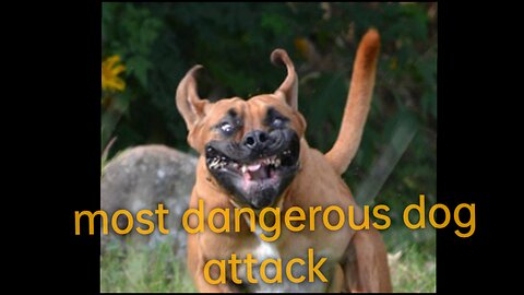 #DANGEROUS#😡😡DOG ATTACK