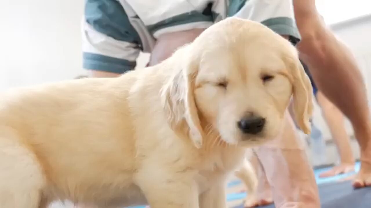 Puppies doing yoga🐶💝