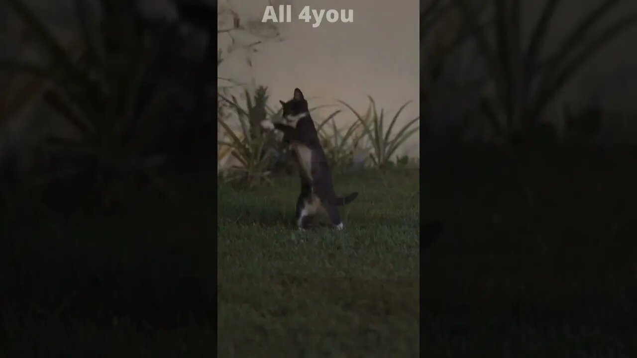 Cat #funny #