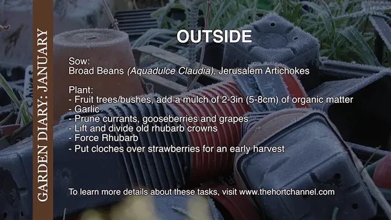 What to do in the garden and on the allotment in January