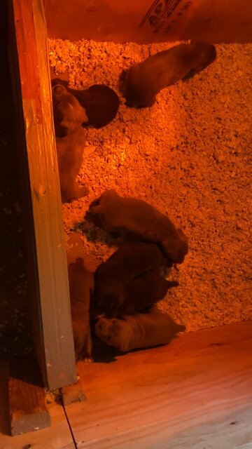 4 week old Cane Corso puppies