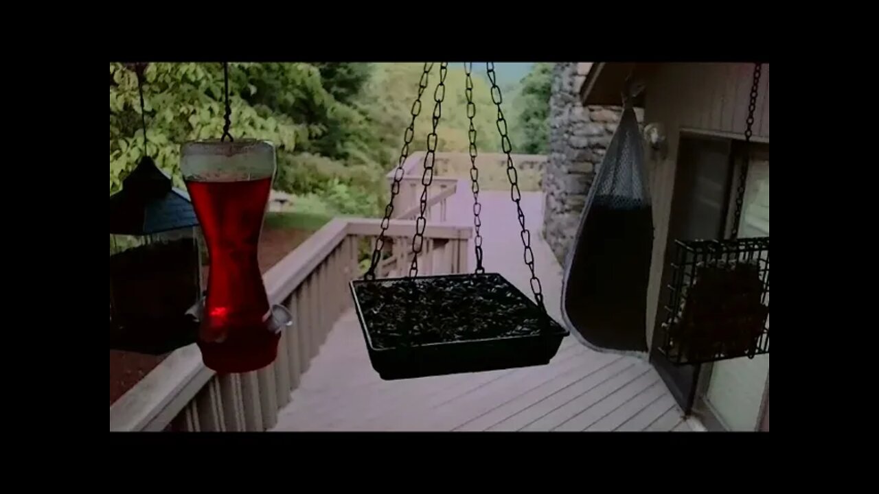 Live Bird Feeder "All night" Asheville NC. In the mountains. Aug. 6 2021