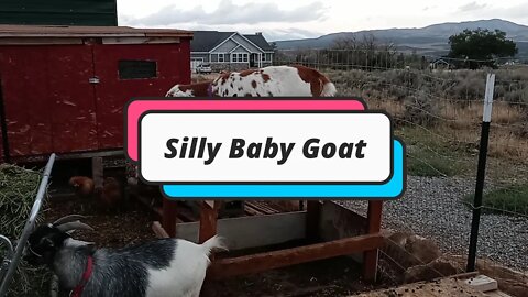 Silly Baby Goat