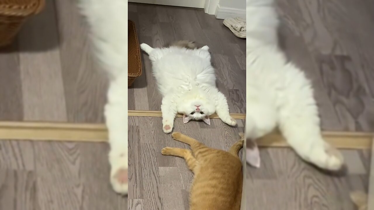 How lazy are the kittens? #Funny and cute pets!