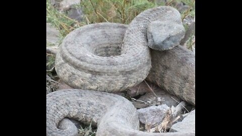 encountering a deadly blunt-nosed viper