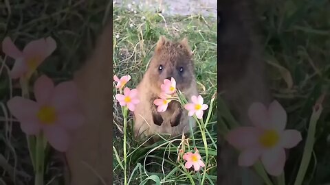 Cute funny Quokka -103