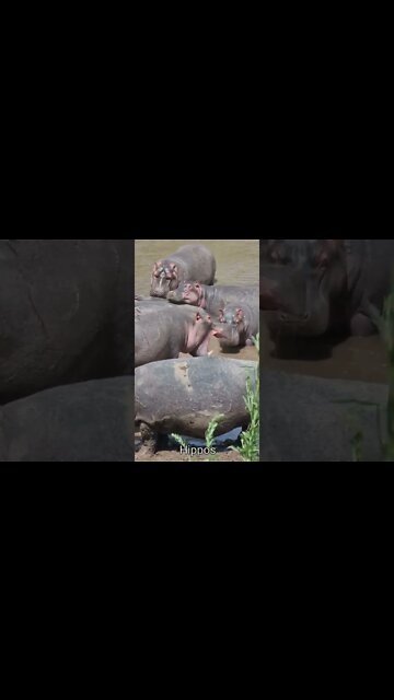 Wildlife Sightings Today 31/05/22 (Lions, Jackals, etc) | Lalashe Maasai Mara | #shorts