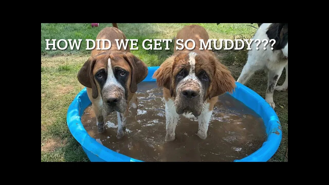 Muddy dogs- St. Bernard and Great Dane having fun