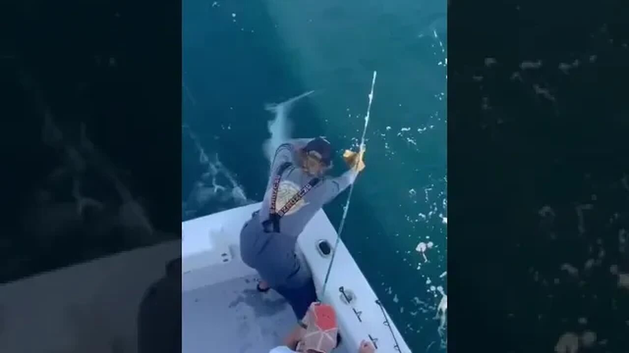 Shark wrestling in the Old Row long sleeve