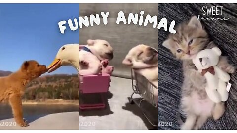 #funnyanimal#https://rumble.com/account/content?type=all