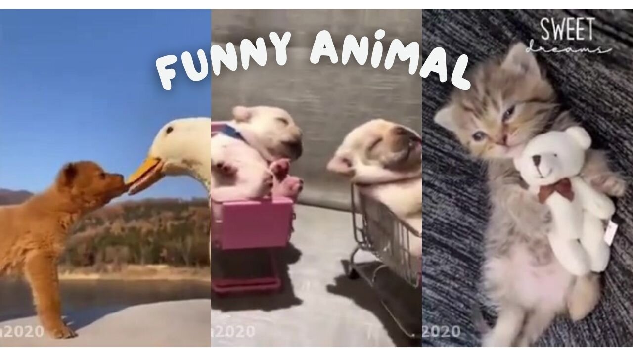 #funnyanimal#https://rumble.com/account/content?type=all