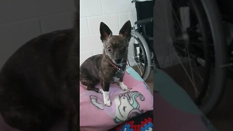 Puppy Dog Betty Girl Sitting With Dad. #trending #shorts #chihuahua #teacuppuppy #amputee #puppylove