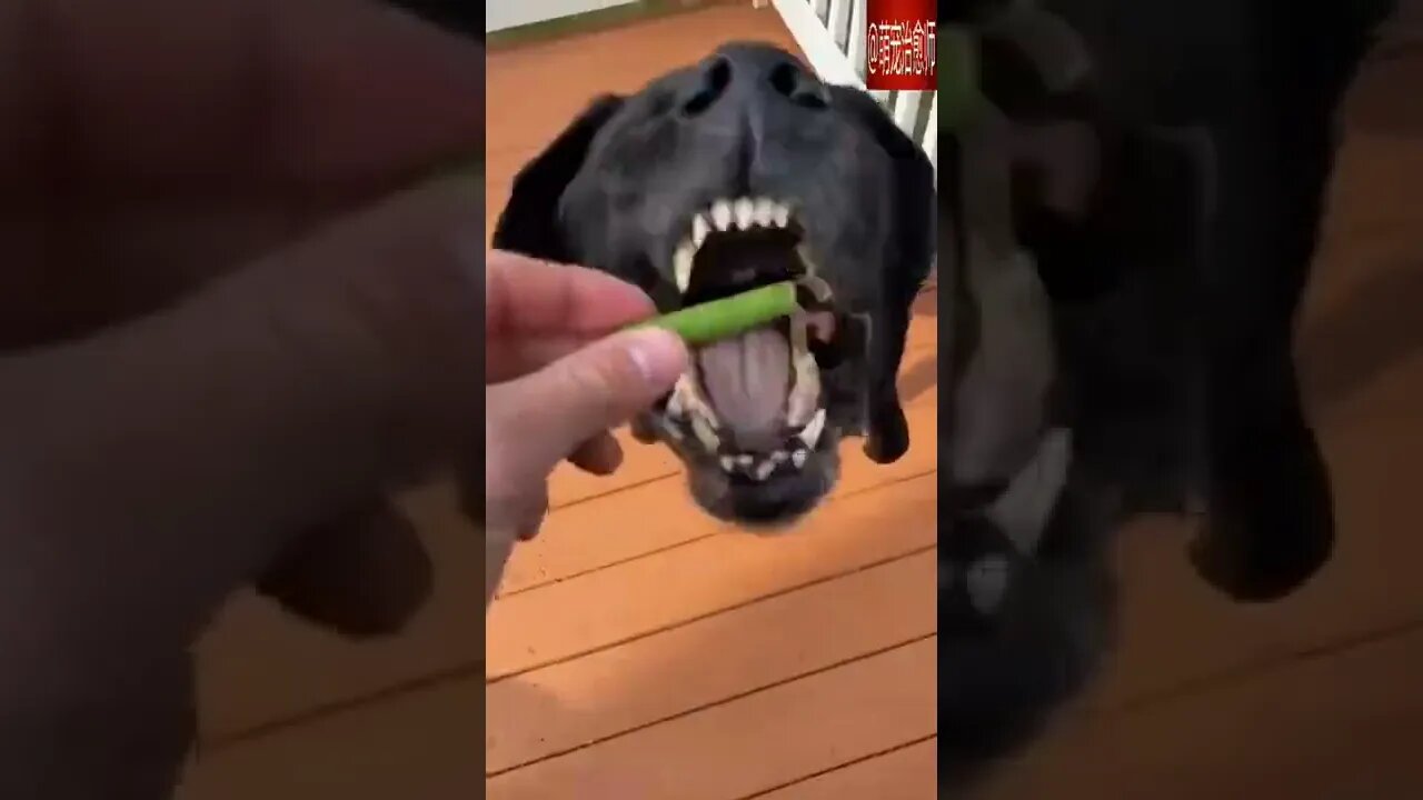 Labrador eats vegetables for pure enjoyment. #shorts