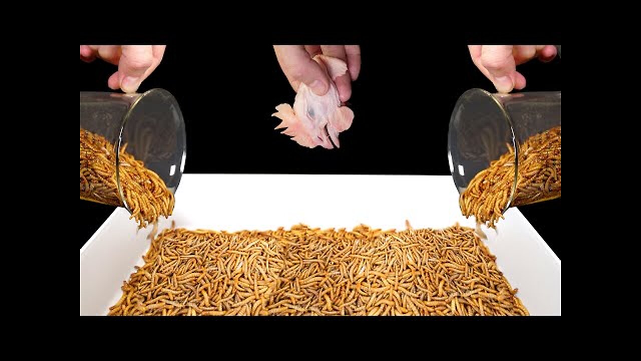 10,000 Mealworms and Chicken Head [ Bought From Supermarket ] in 3 Days Timelapse!