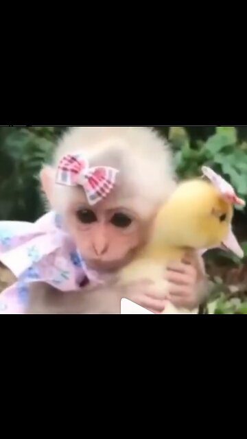 best friends🐒+ 🦆 ⁣