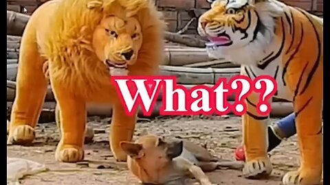 Funny Animal - dog prank fake lion and huge box