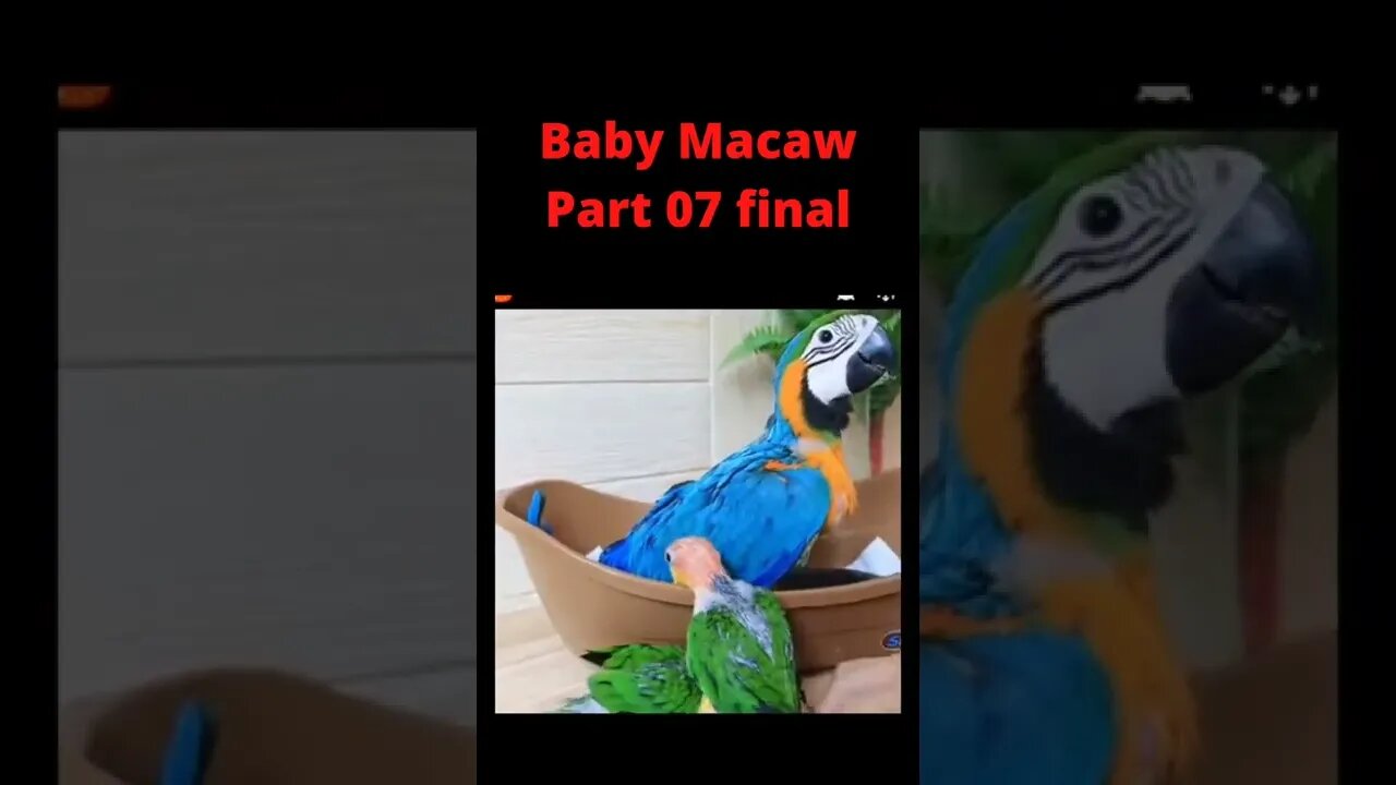 Baby Macaw Flying part 07 final 😃